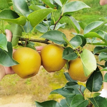 黄花梨