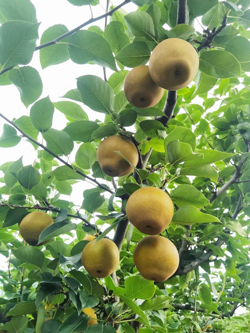 黄花梨