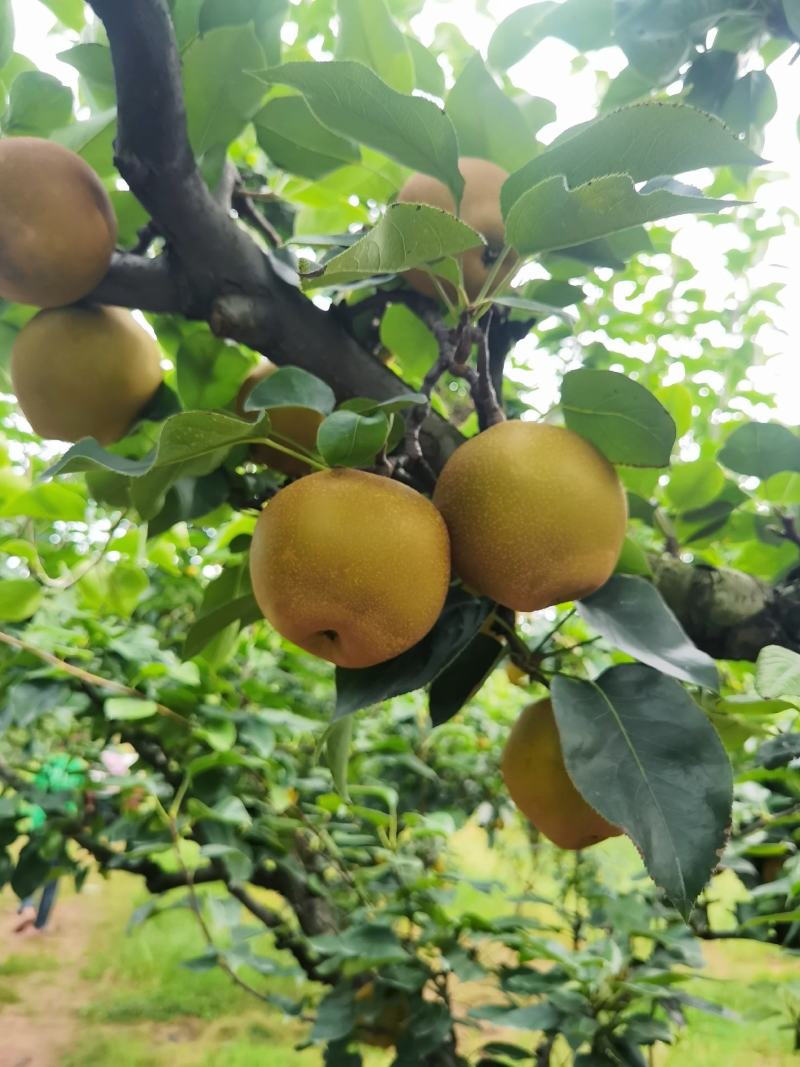 黄花梨