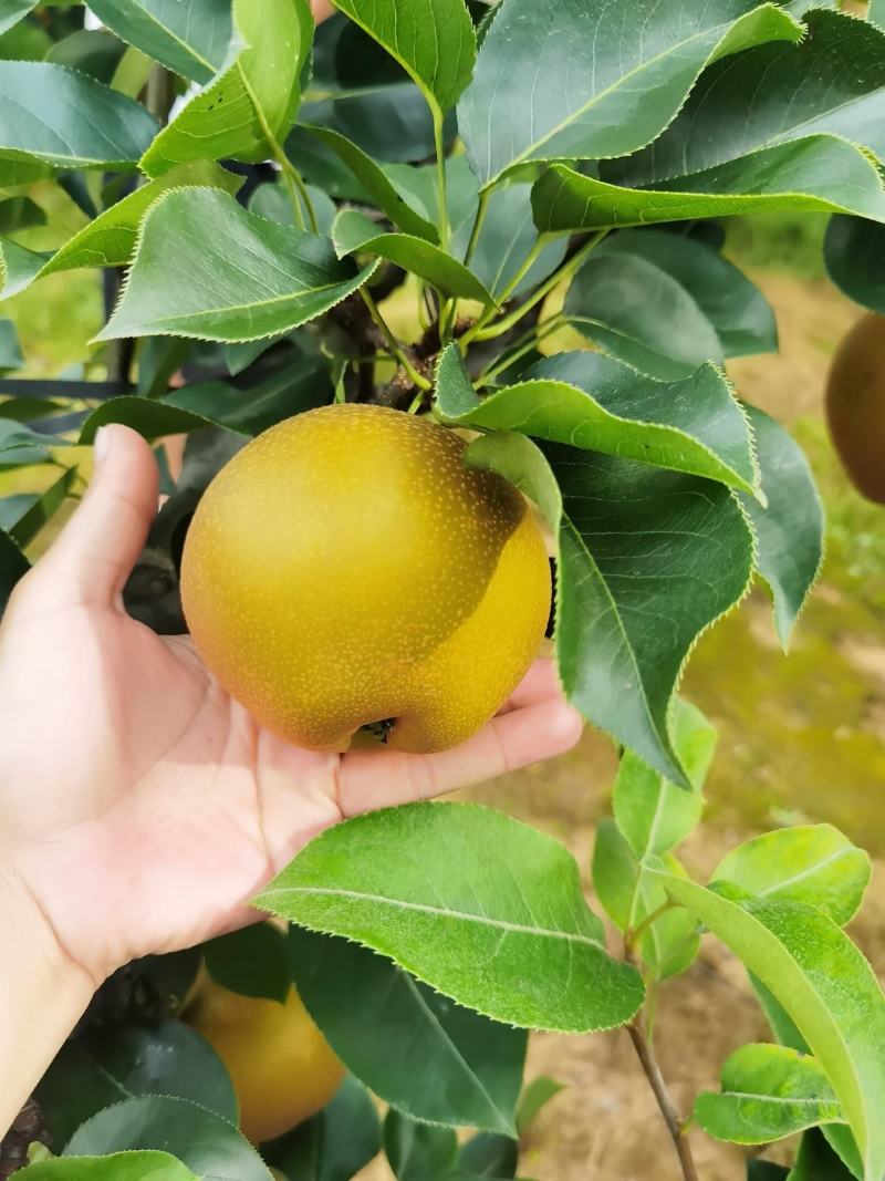 黄花梨