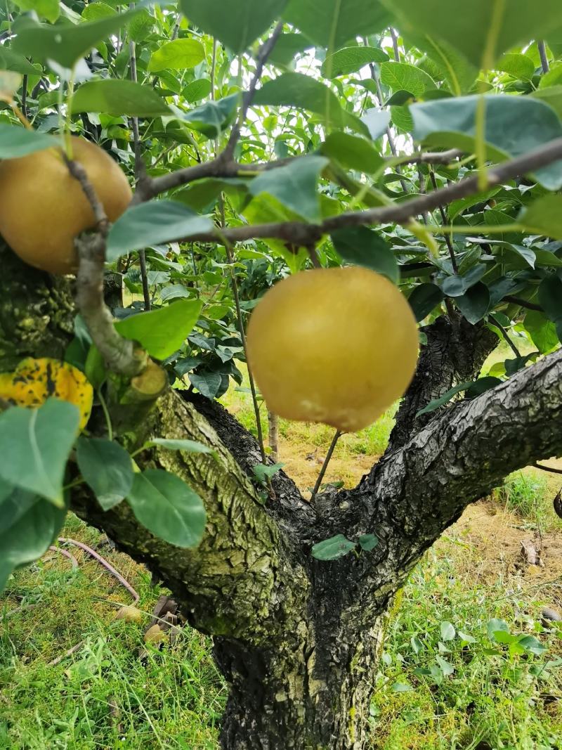 黄花梨