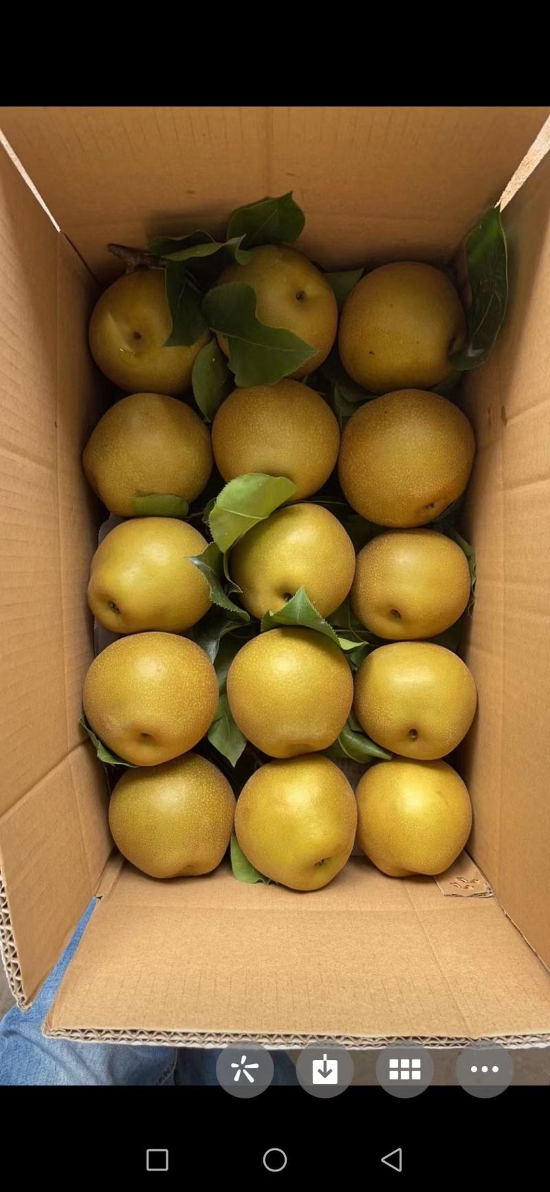 黄花梨