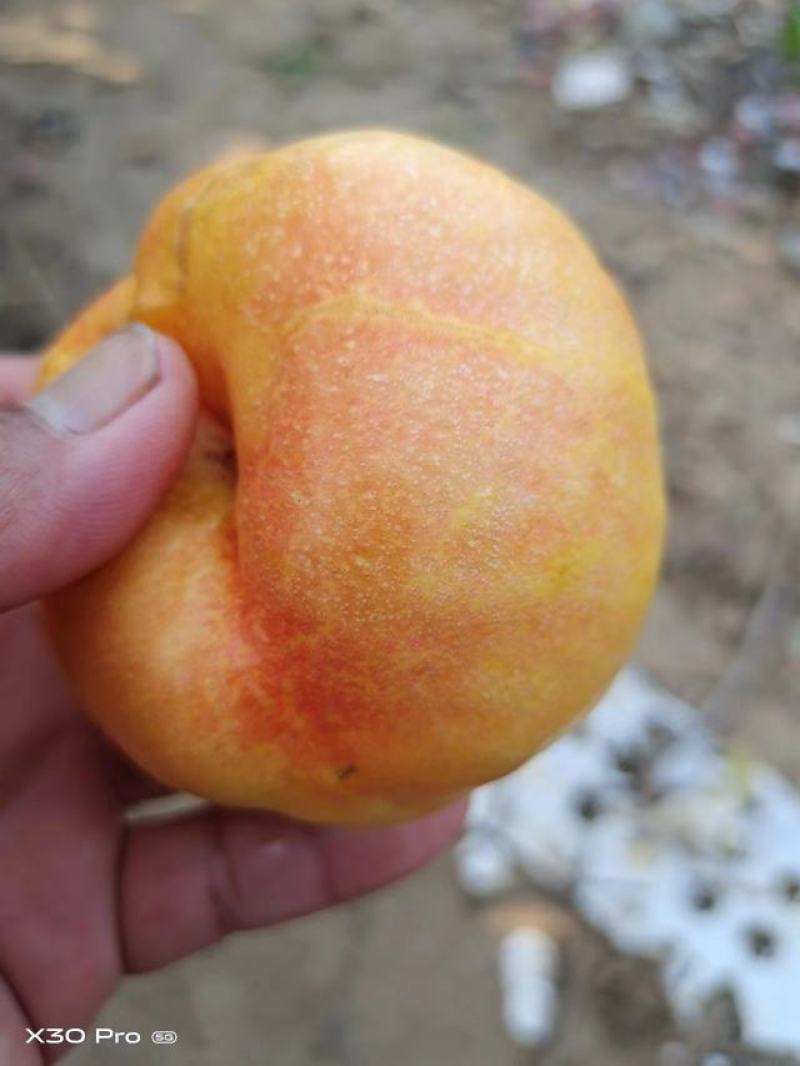 油蟠桃各个品种大量有货，山地甜度15，颜色
