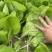 奶白菜小白菜油菜油麦菜生菜，叶类蔬菜基地