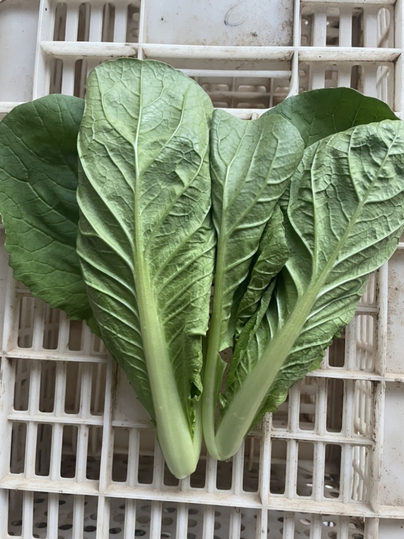 奶白菜小白菜油菜油麦菜生菜，叶类蔬菜基地