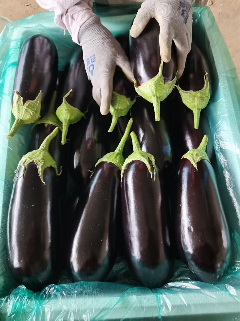 大量供应精品烧烤茄