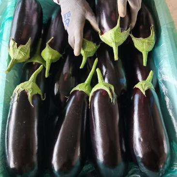 大量供应精品烧烤茄