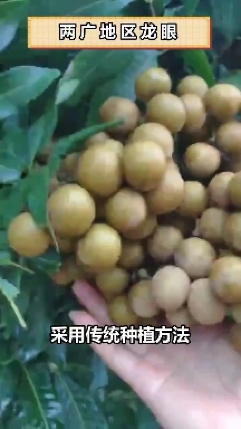 广西石硖龙眼对接电商超市市场基地直发