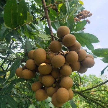 石硖龙眼产地直供全国代发质量有保证
