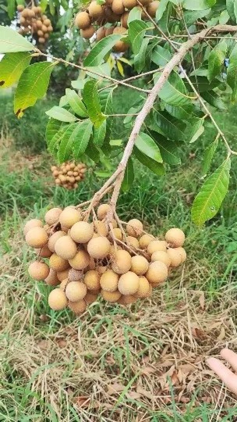 石硖龙眼产地直供全国代发质量有保证