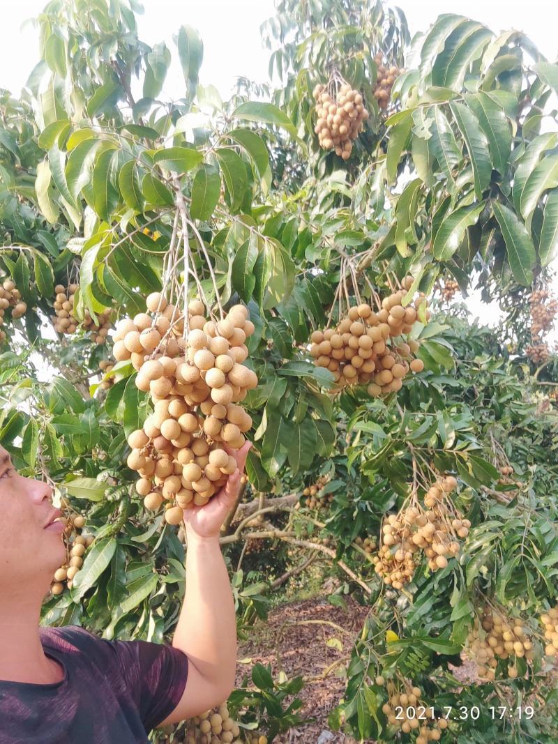 石硖龙眼产地直供全国代发质量有保证