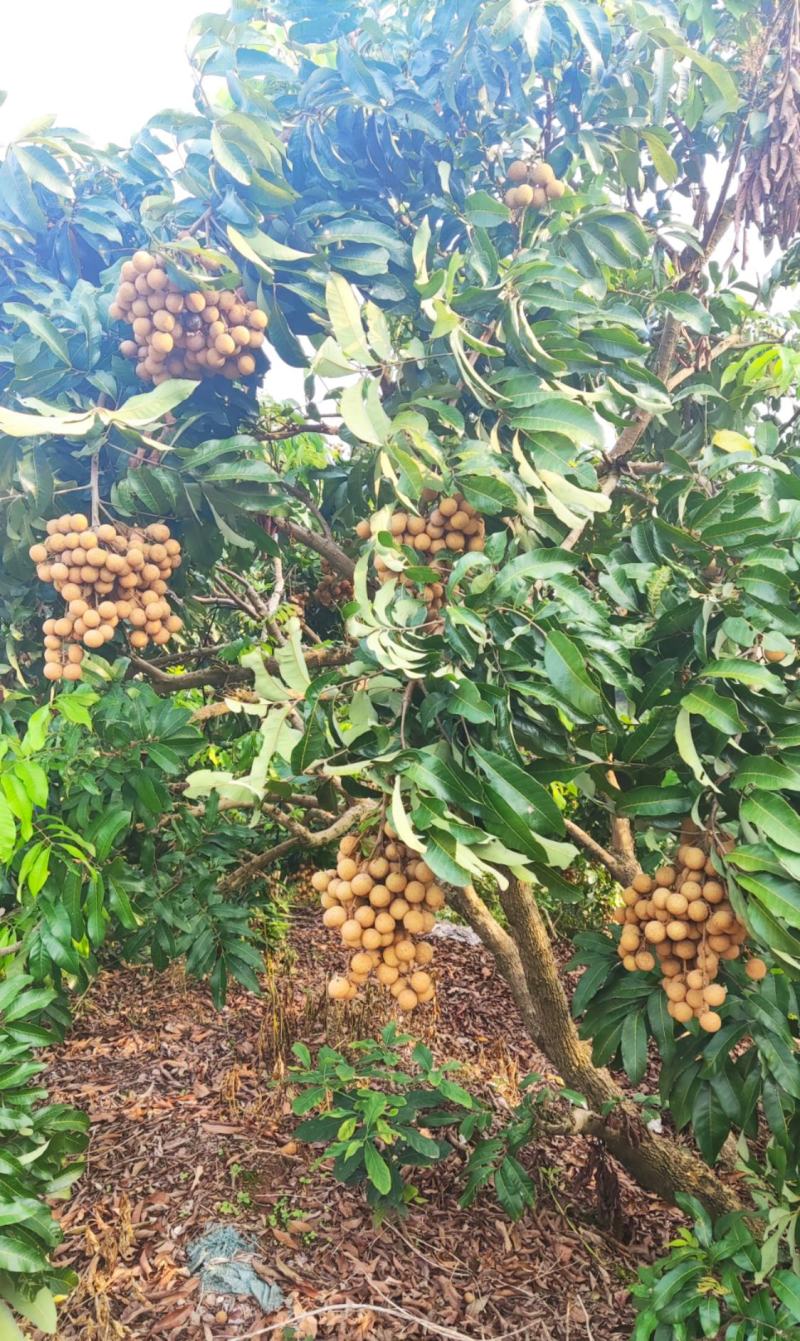 石硖龙眼产地直供全国代发质量有保证