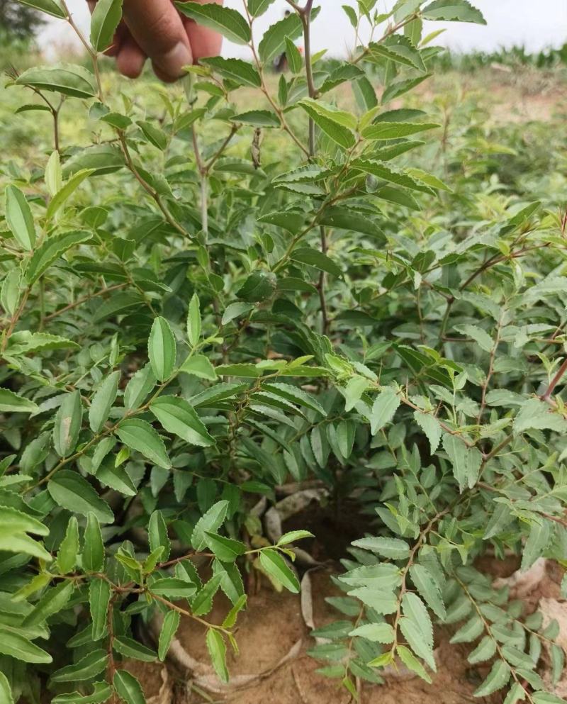 优选双仁酸枣苗，嫁接品种出仁率高、药用价值高、早结果丰产