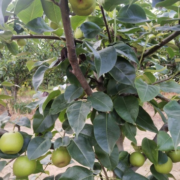 湖北襄阳潘湾村万亩圆黄梨
