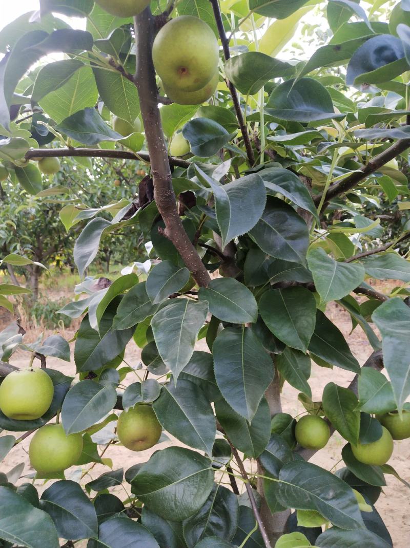 湖北襄阳潘湾村万亩圆黄梨
