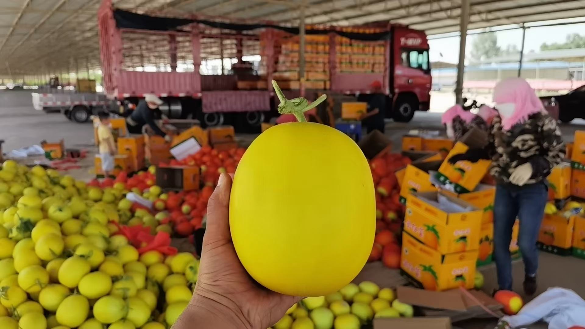 消费者品尝甘肃普罗旺斯西红柿场景