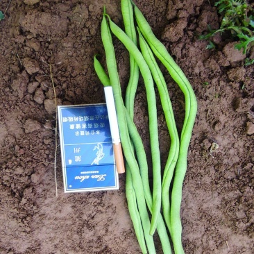 新苗豆王，新上市