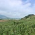新苗豆王，新上市
