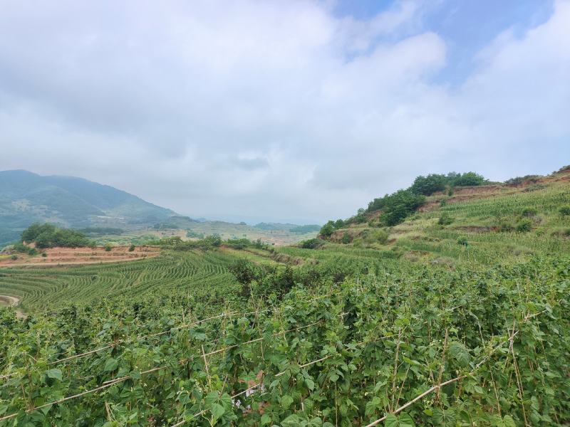 新苗豆王，新上市