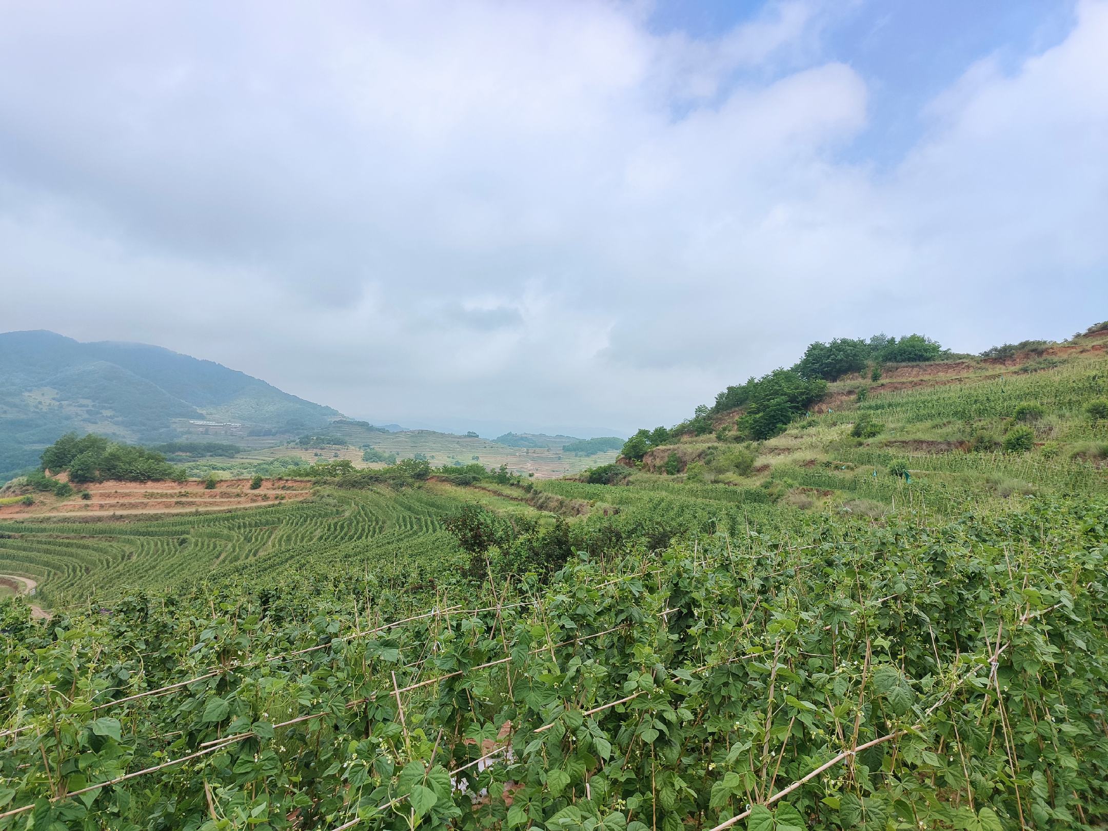 高山梯田中种植的白云豆田,农民正在田间劳作,阳光洒在豆田上,展现自然生态之美 白云豆种植基地