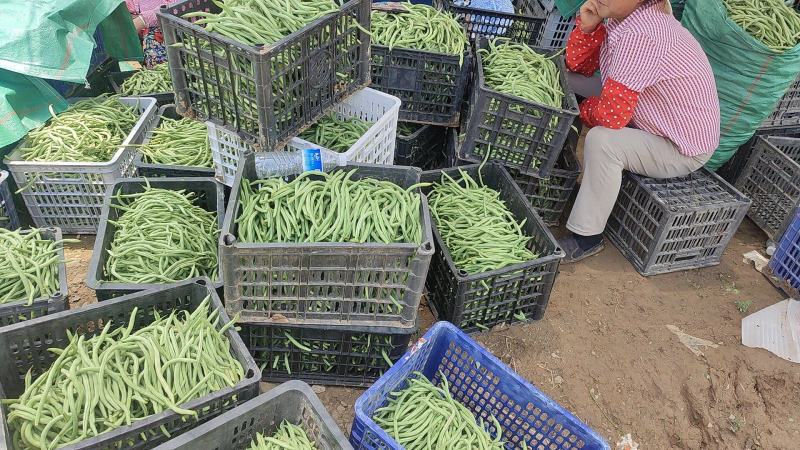 新苗豆王，新上市