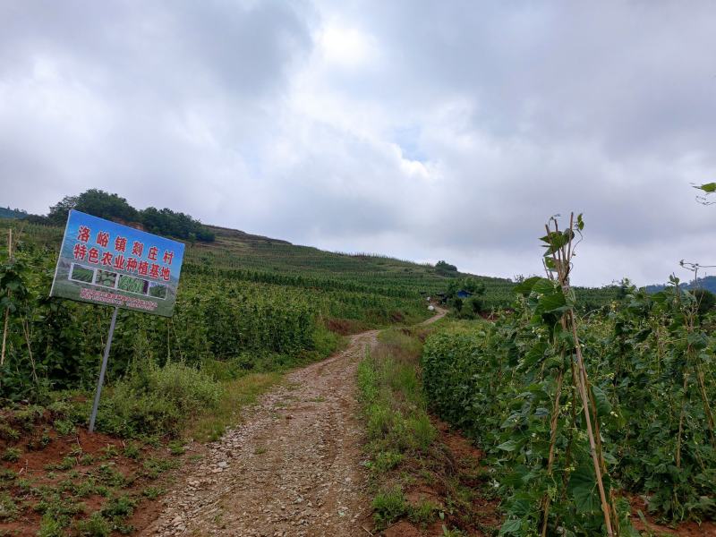 新苗豆王，新上市