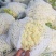 河北精品松花菜散花，全国发货，产品直发可视频看货
