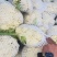 河北精品松花菜散花，全国发货，产品直发可视频看货