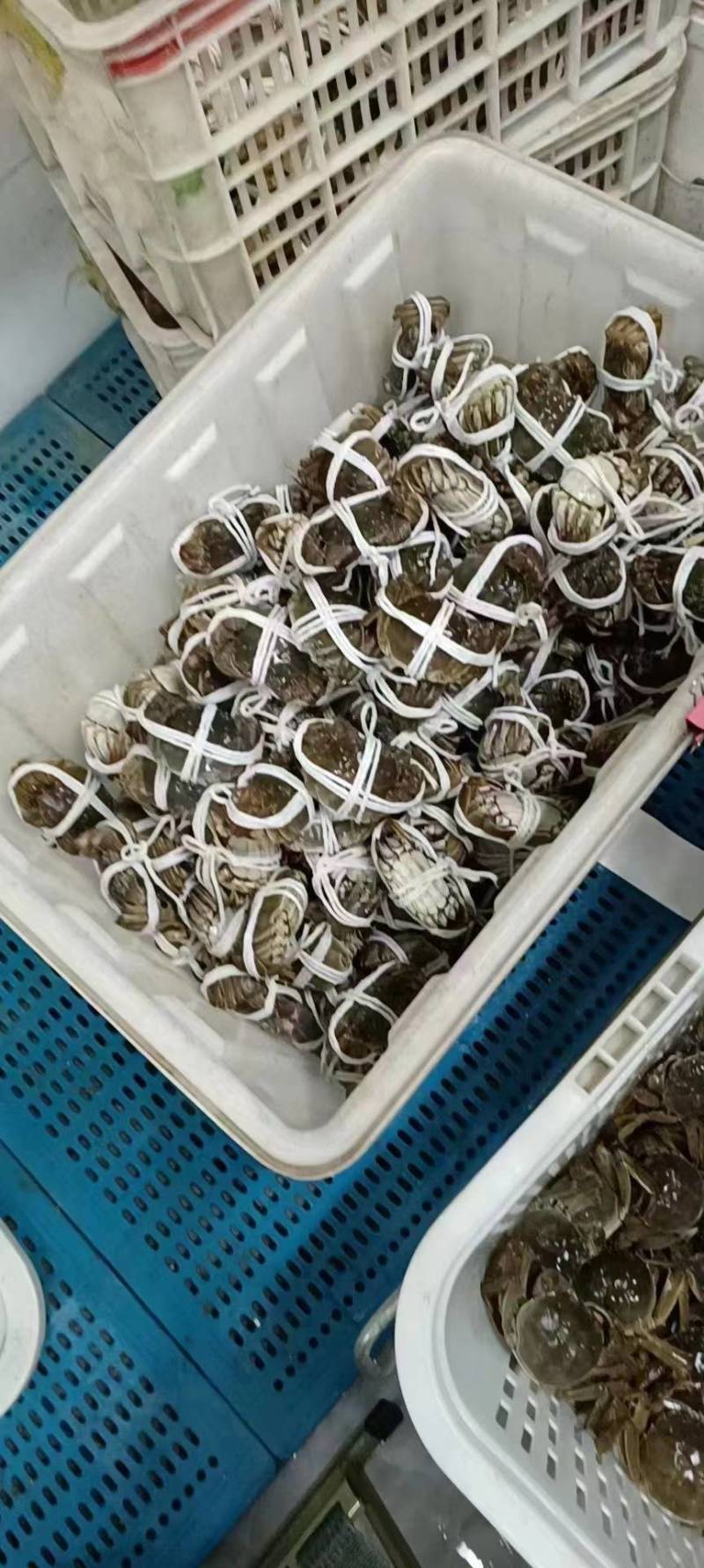 【精品】江苏六月黄大闸蟹商超品质保证质量电联洽谈合作