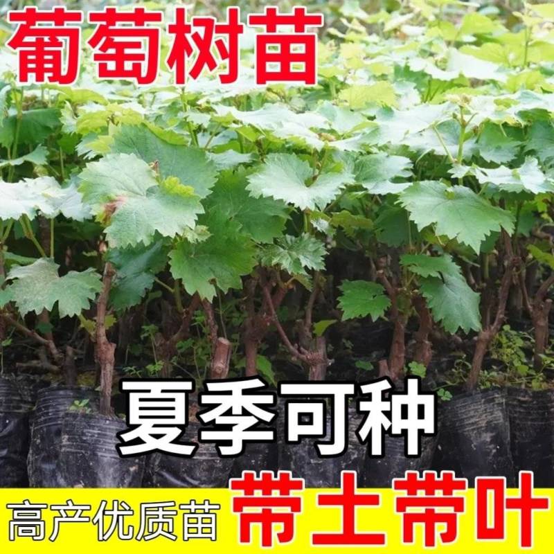 葡萄树苗带土带叶阳光玫瑰葡萄苗杯苗晴王葡萄果树苗