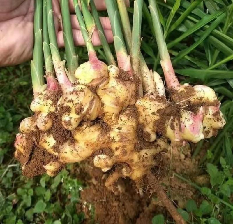 【优选】湖南生姜小黄姜产地发保质保量一手货源