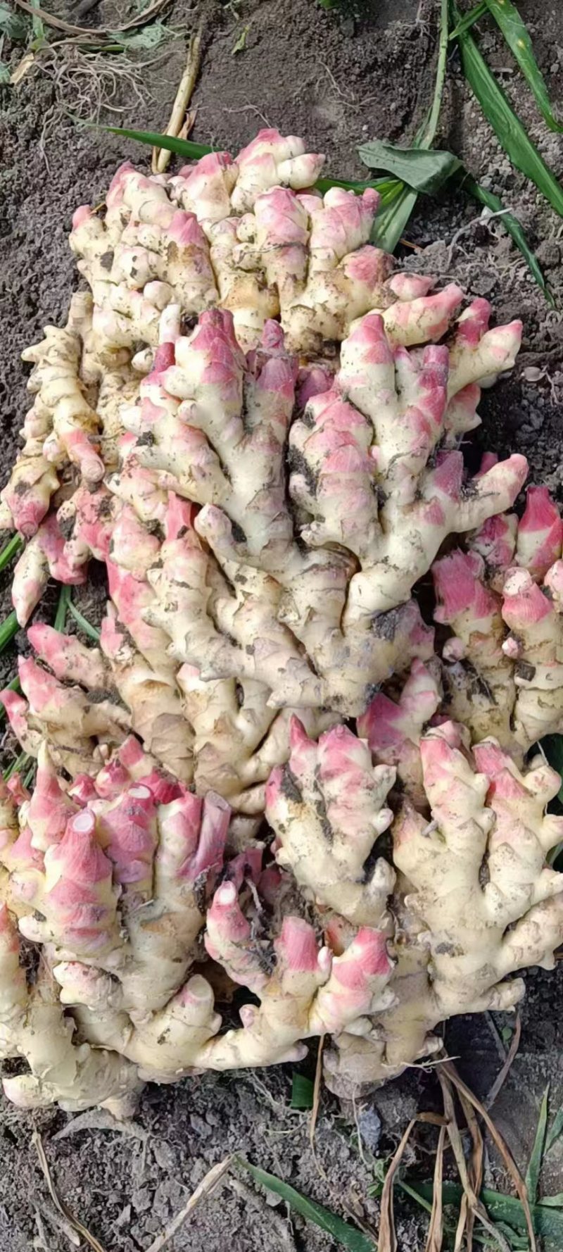 【优选】湖南生姜小黄姜产地发保质保量一手货源