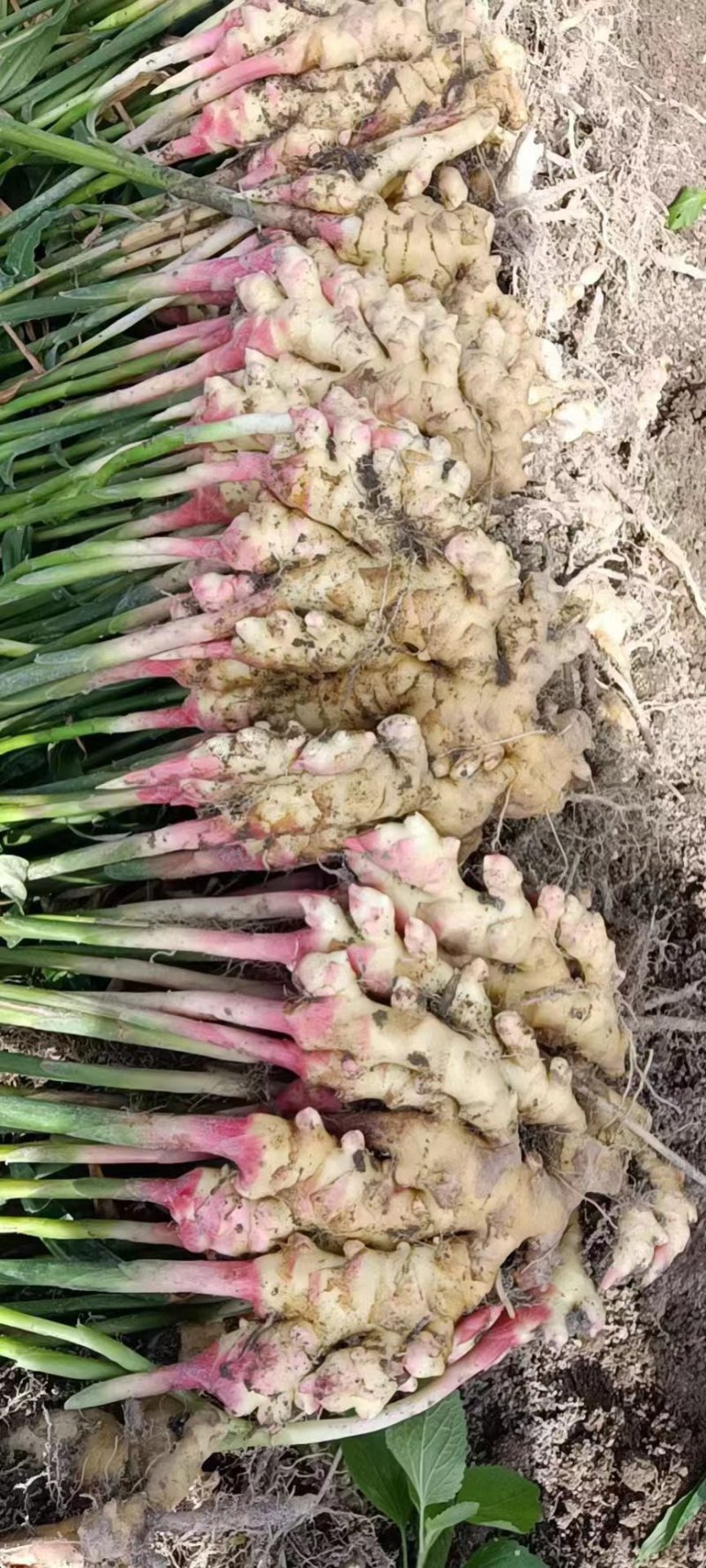 【优选】湖南生姜小黄姜产地发保质保量一手货源