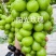 葡萄树苗带土带叶阳光玫瑰葡萄苗杯苗晴王葡萄果树苗