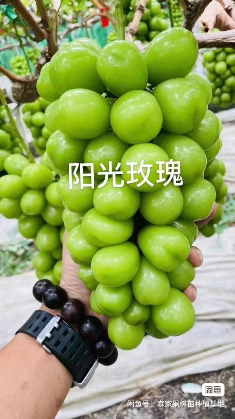葡萄树苗带土带叶阳光玫瑰葡萄苗杯苗晴王葡萄果树苗