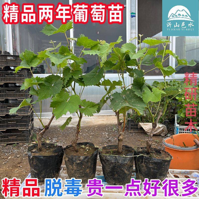 葡萄树苗带土带叶阳光玫瑰葡萄苗杯苗晴王葡萄果树苗