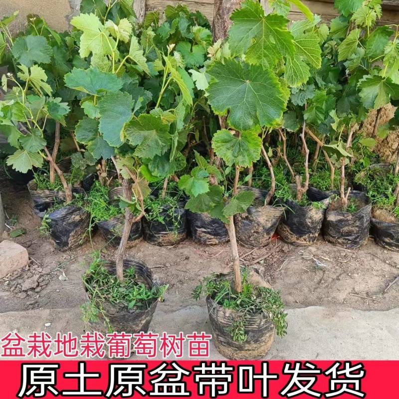 葡萄树苗带土带叶阳光玫瑰葡萄苗杯苗晴王葡萄果树苗