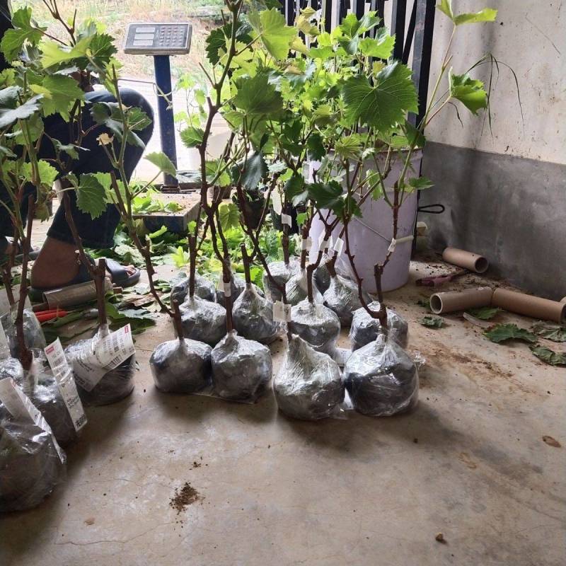 葡萄树苗带土带叶阳光玫瑰葡萄苗杯苗晴王葡萄果树苗