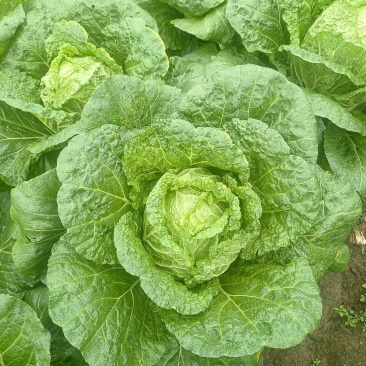 黄心大白菜