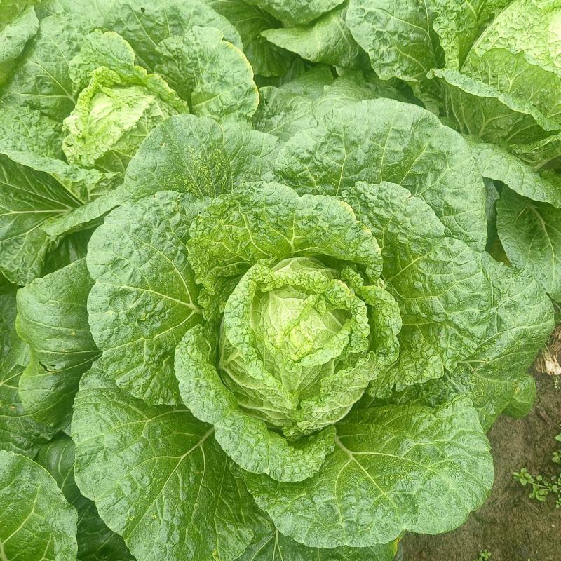 黄心大白菜