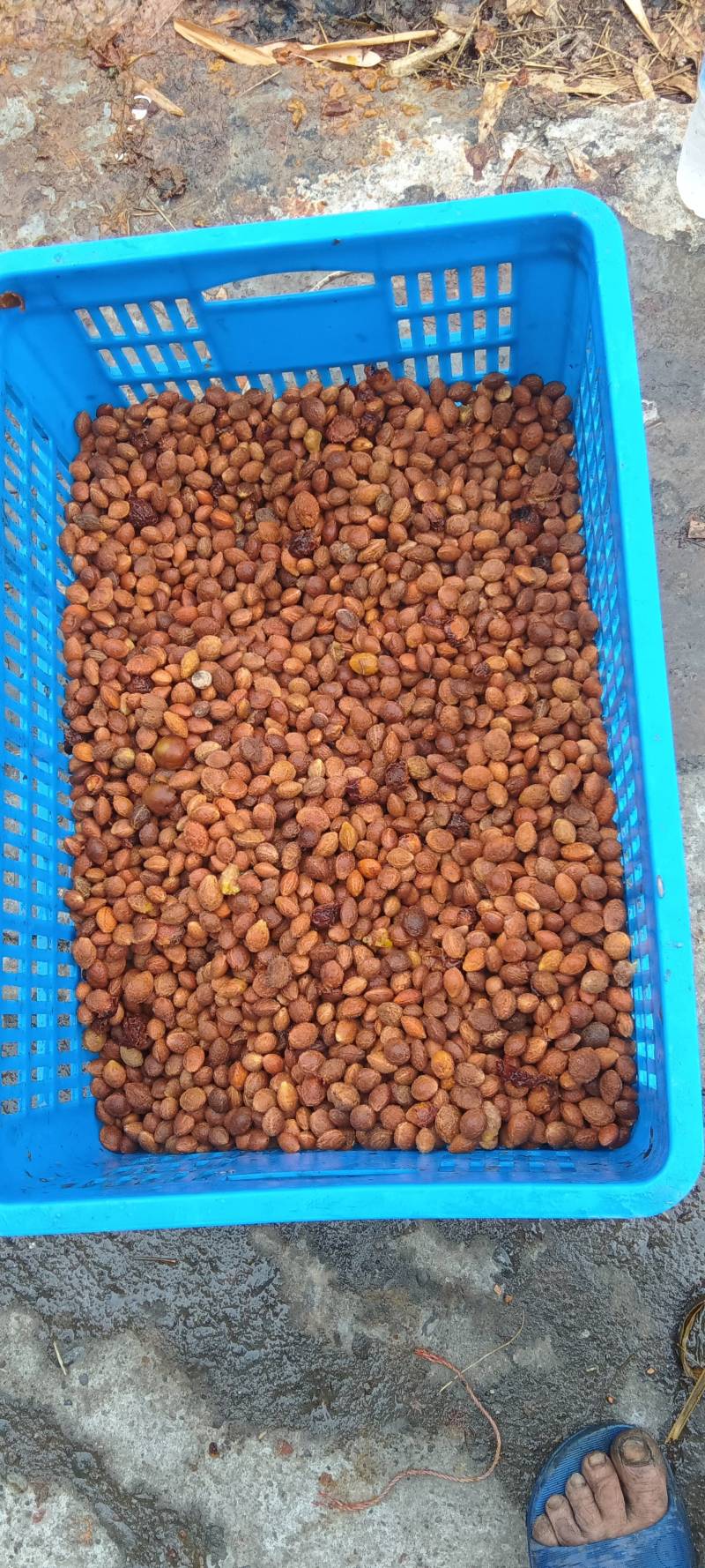 青梅种子