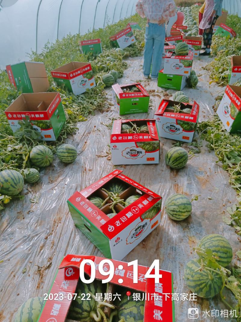 包熟色甜，计多。