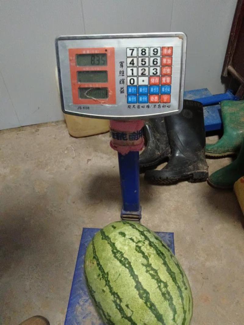 西农八号西瓜