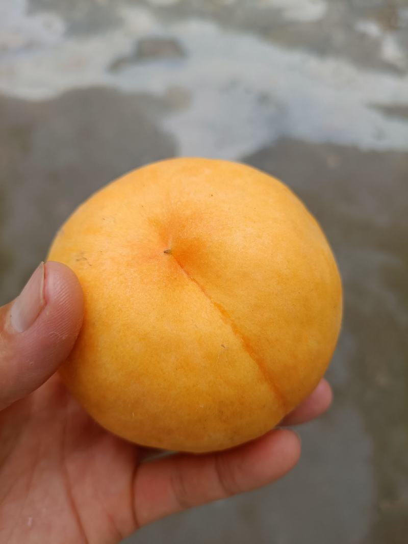超甜桃树苗