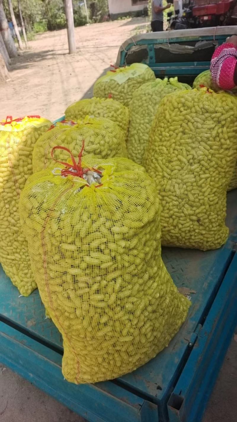 开封花生大量上市产地直发欢迎采购可视频看货