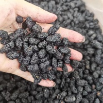 精品桑葚干，桑椹干，针对批发，无沙无碎粒，产地发货