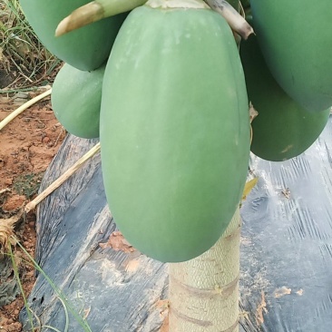 木瓜，菜瓜