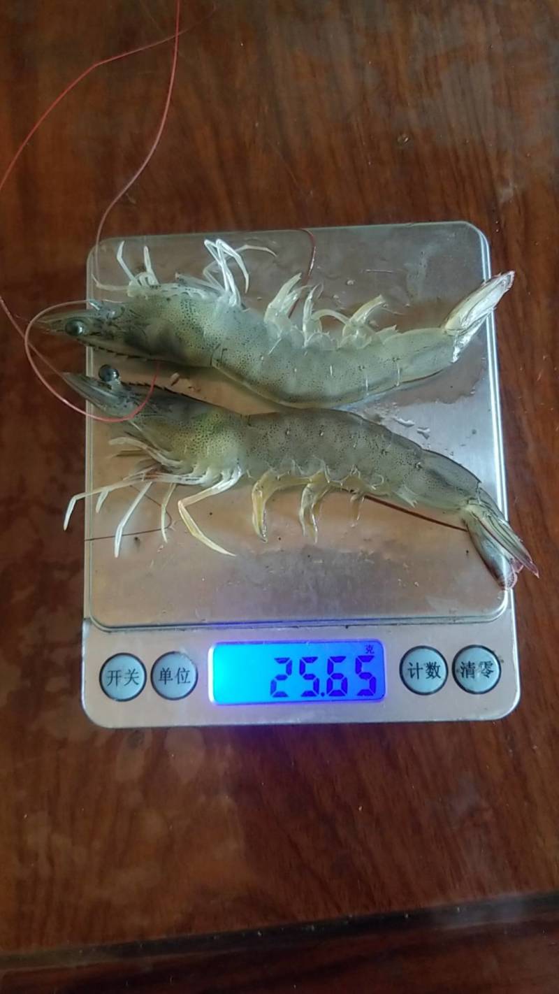 南美白对虾