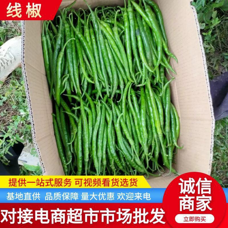 鲜辣椒线椒青辣椒陇上江南辣椒种植基地诚实守信物美价廉