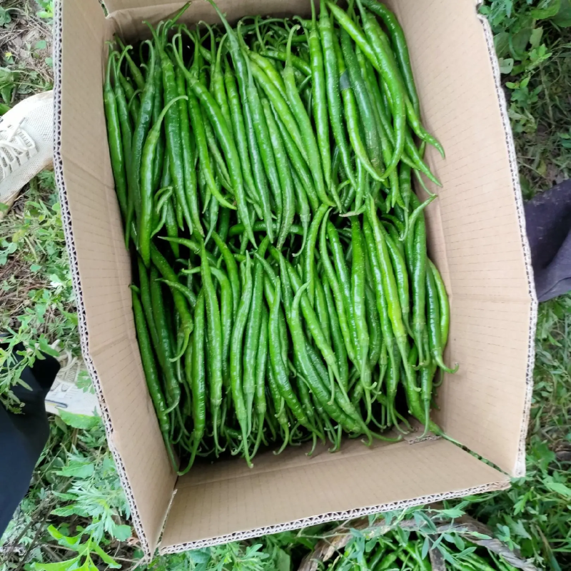 鲜辣椒线椒青辣椒陇上江南辣椒种植基地诚实守信物美价廉